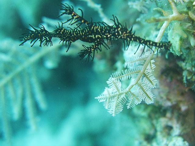 Harlekin-Geisterpfeifenfisch 181.jpg